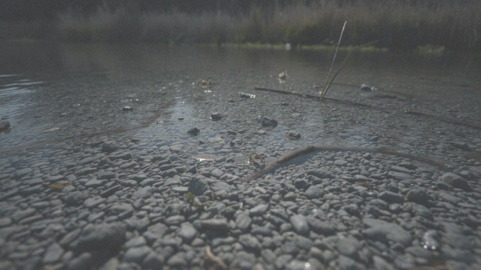Co charakteryzuje sandacza?